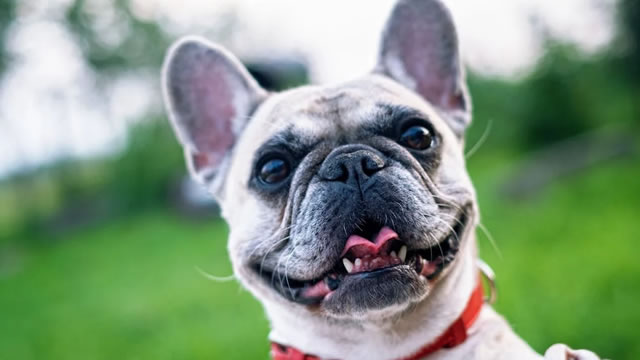 Chewy Stock Flashing ‘Buy The Dip' Signals