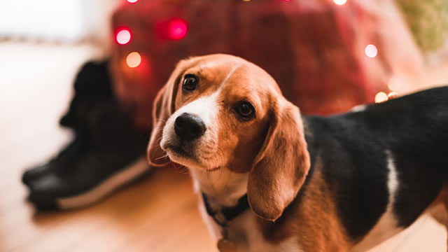 Is Chewy Stock's Uptrend at Risk? Analyst Turns Cautious