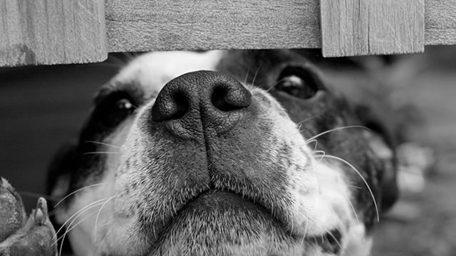Pets adopted during the pandemic are getting older. Chewy's expansion into this business stands to benefit.