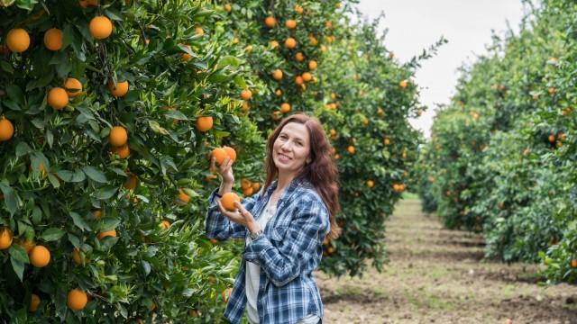 The Bottom Fishing Club: Buy Alico's Florida Orange Groves At 50% Discount