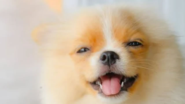 Cramer's Stop Trading: Chewy