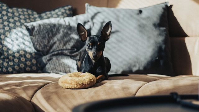 Chewy Stock Gets a New $7.1 Billion Investor and Analyst Upgrade