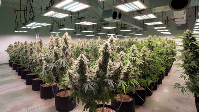 Tilray Brands stock continues its downward spiral: buy the dip or sell the rip?