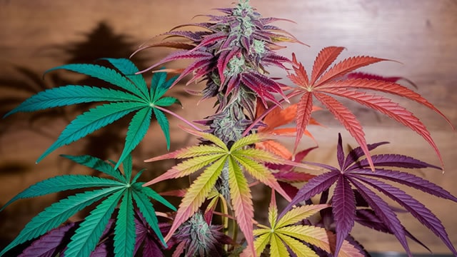 Deep dive: why Tilray stock sell-off despite record revenue makes sense