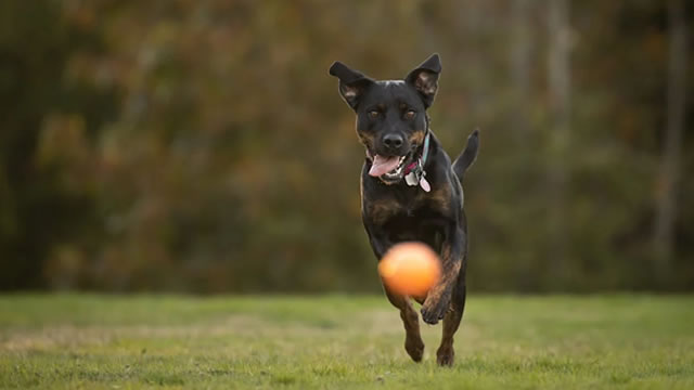 Chewy, Eaton and 2 Other Stocks Set to Gain After Earnings, Says Morgan Stanley
