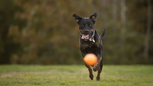 Chewy stock sinks on Q1 earnings, creating opportunity for long-term investors