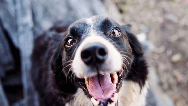 Raymond James Says Buy the Dip on Chewy Stock