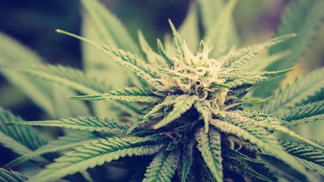 Tilray and other cannabis stocks soar as Trump is reportedly ready to reclassify the substance