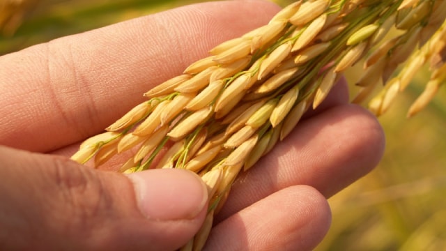 Archer Daniels Midland Cuts Outlook on Margin Pressure