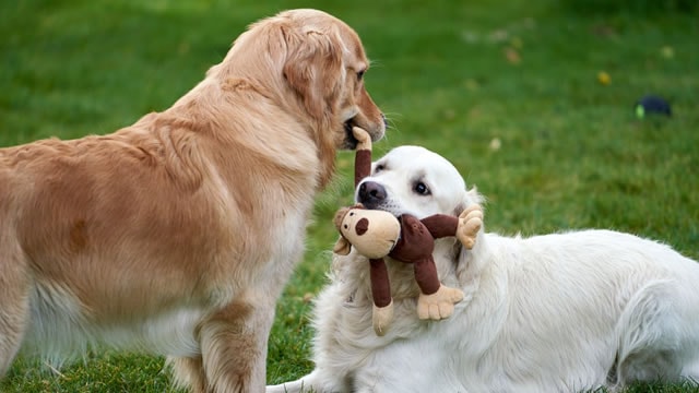 Chewy says pet ownership to keep increasing despite worries about rising costs