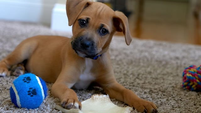 Chewy Stock Is Moving Higher Today: What's Going On?