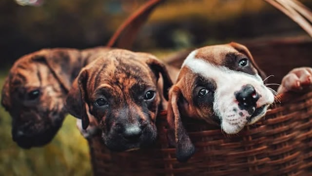 CHWY in Dog House After Earnings, Still Holds Long-Term Bull Case