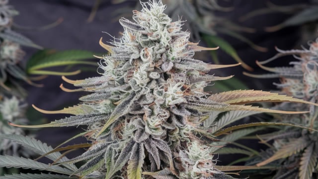 Tilray's High Hopes: The Catalyst Driving Cannabis Stocks