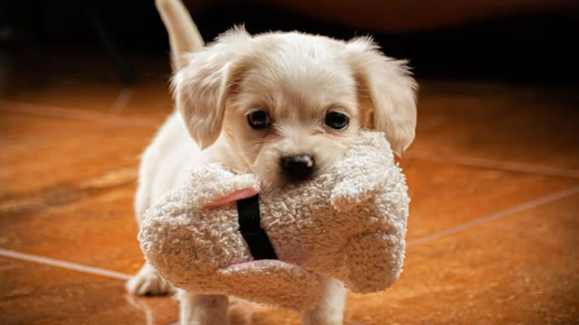 Chewy Stock: Why Analysts Say Boring May Be the Best Buy