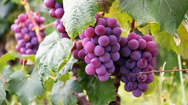 San Francisco sues Kraft, Mondelez over ultra-processed foods