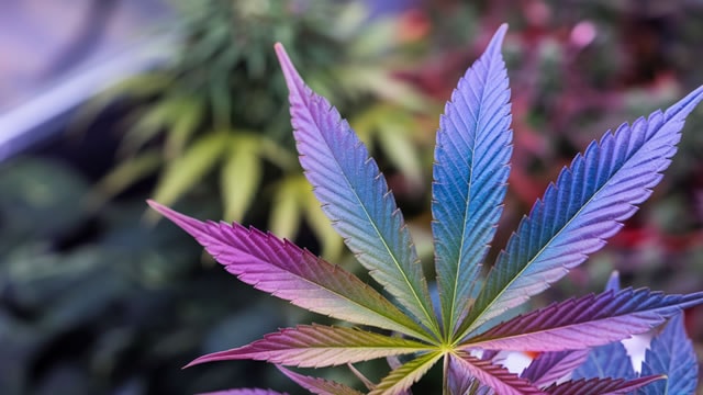 Craft beer BrewDog to launch in Hamptons after Tilray CEO buys troubled brewer