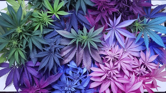 Trump signs executive order to reschedule cannabis. Here's what's next